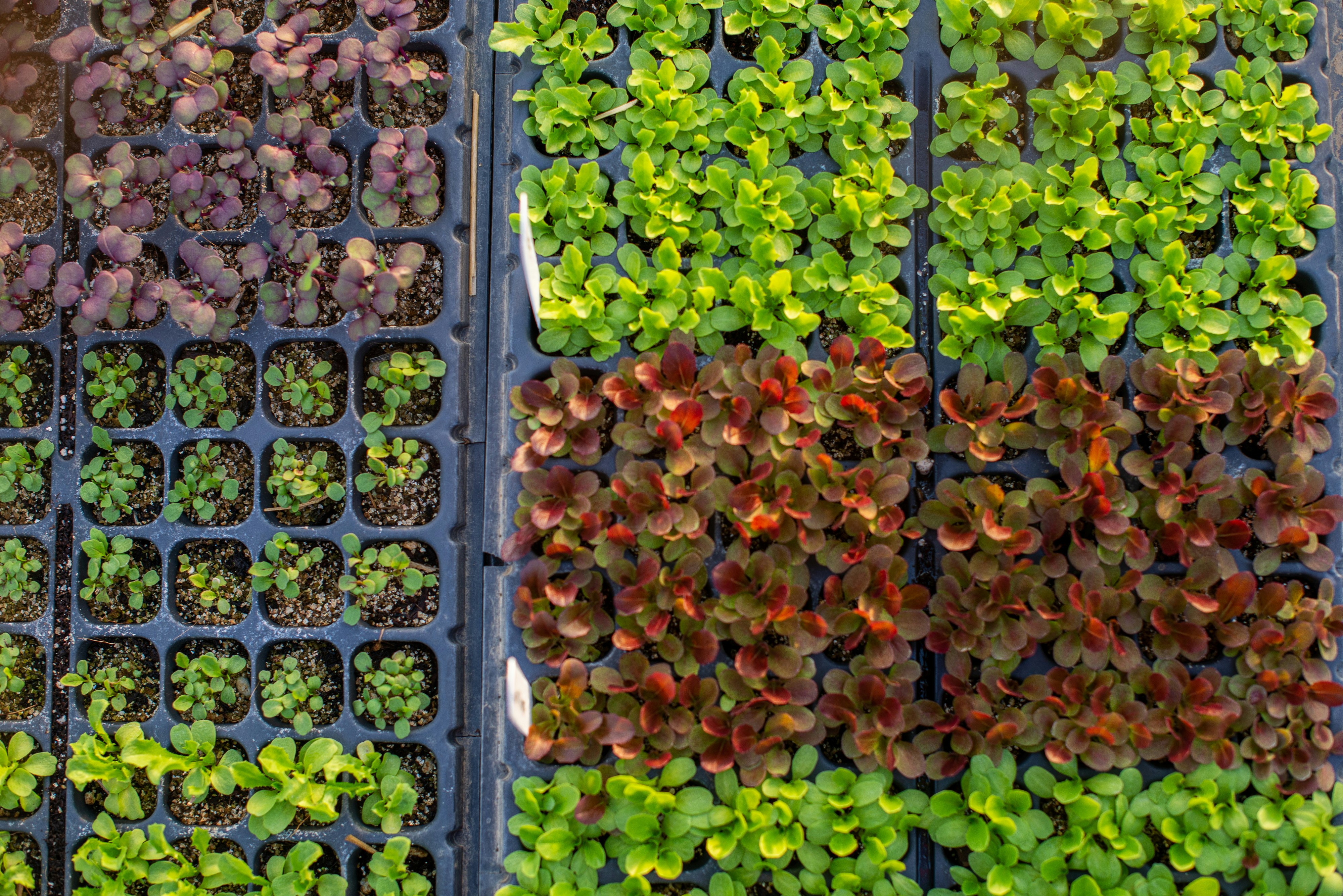 green and red leaves on gray rectangular tray